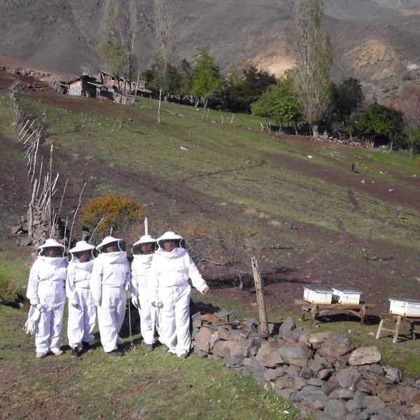 Apicultura en la cordillera