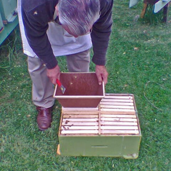 Núcleos de fecundación