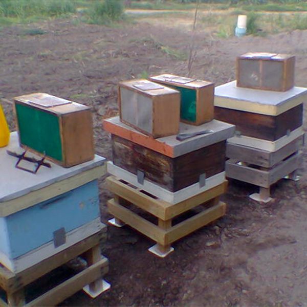 Paquetes de abejas