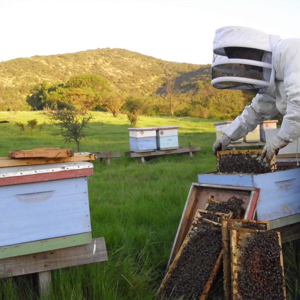 Revisión de abejas al atardecer